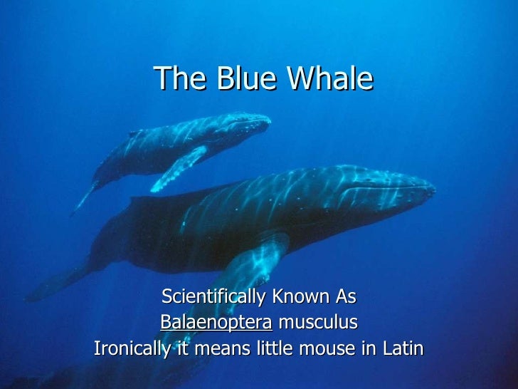 the blue whale scientifically known as balaenoptera musculus ironically it means little mouse in latin - Whale Images 2 the blue whale scientifically known as balaenoptera musculus ironically it means little mouse in latin - Whale Images 2