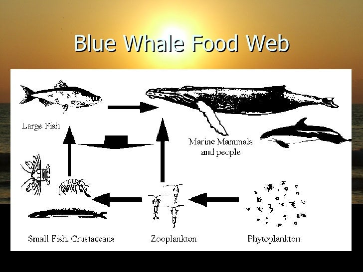 Blue whale[2]