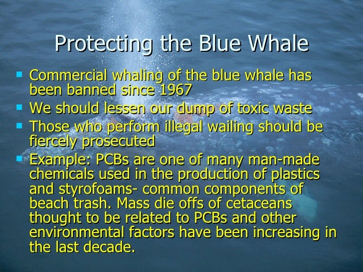 What is being done to save the blue whale?