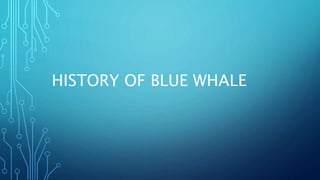 HISTORY OF BLUE WHALE
 