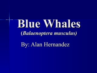 Blue Whales ( Balaenoptera musculus) By: Alan Hernandez 