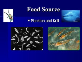 Food Source Plankton and Krill 