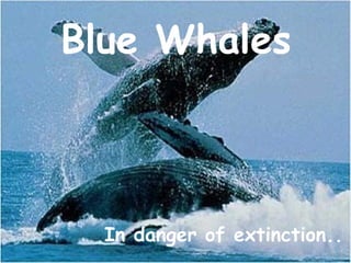 Blue Whales ,[object Object]