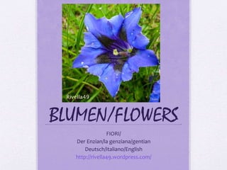 BLUMEN/FLOWERS 
FIORI/ 
Der Enzian/la genziana/gentian 
Deutsch/italiano/English 
http://rivella49.wordpress.com/ 
 