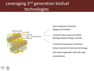 Animal nutrition approaches for profitable livestock operations and sustainable rural livelihoods