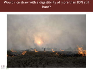 Animal nutrition approaches for profitable livestock operations and sustainable rural livelihoods