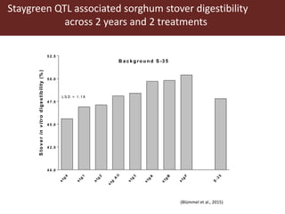 Multi-dimensional crop improvement: Experiences from collaborative ILRI-ICRISAT-NARES work on sorghum in India