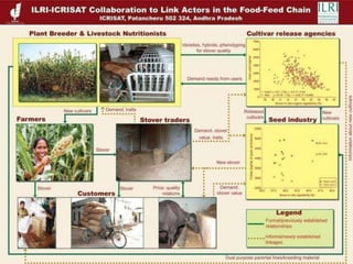 Multi-dimensional crop improvement: Experiences from collaborative ILRI-ICRISAT-NARES work on sorghum in India