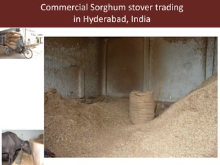 Multi-dimensional crop improvement: Experiences from collaborative ILRI-ICRISAT-NARES work on sorghum in India