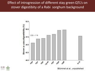 Multidimensional crop improvement to increase overall productivity in mixed crop-livestock systems and to support intensification of livestock
