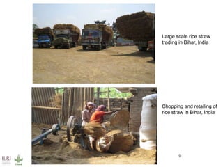 Multidimensional crop improvement to increase overall productivity in mixed crop-livestock systems and to support intensification of livestock