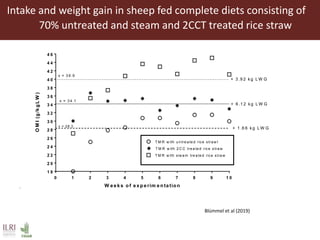 Intake and weight gain in sheep fed complete diets consisting of
70% untreated and steam and 2CCT treated rice straw
-
0 1 2 3 4 5 6 7 8 9 1 0
1 8
2 0
2 2
2 4
2 6
2 8
3 0
3 2
3 4
3 6
3 8
4 0
4 2
4 4
4 6
W e e k s o f e x p e rim e n ta tio n
OMI(g/kgLW)
T M R w ith 2 C C tre a te d rice s tra w
T M R w ith ste a m tre a te d rice s tra w
T M R w ith u n tre a te d rice stra w l
x = 3 4 .1
x = 3 9 .9
x = 28.3
+ 3 .9 2 k g L W G
+ 6 .1 2 k g L W G
+ 1 .6 6 k g L W G
R e s p o n s e o f s h e e p fe d to ta l m ix e d ra tio n s c o n ta in in g 7 0 % o f u n tre a te d , 2 C C T
tre a te d a n d s te a m tre a te d ric e s tra w
( Unpublished ILRI-IICT data)
Blümmel et al (2019)l
 