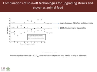 Combinations of spin-off technologies for upgrading straws and
stover as animal feed
0 1 2 3 4 5 6 7 8 9 1 0
1 8
2 0
2 2
2 4
2 6
2 8
3 0
3 2
3 4
3 6
3 8
4 0
4 2
4 4
4 6
W e e k s o f e x p e rim e n ta tio n
OMI(g/kgLW)
T M R w ith 2 C C tre a te d rice s tra w
T M R w ith ste a m tre a te d rice s tra w
T M R w ith u n tre a te d rice stra w l
x = 3 4 .1
x = 3 9 .9
x = 28.3
+ 3 .9 2 k g L W G
+ 6 .1 2 k g L W G
+ 1 .6 6 k g L W G
R e s p o n s e o f s h e e p fe d to ta l m ix e d ra tio n s c o n ta in in g 7 0 % o f u n tre a te d , 2 C C T
tre a te d a n d s te a m tre a te d ric e s tra w
( Unpublished ILRI-IICT data)
Steam Explosion (SE) effect on higher intake
2CCT effect on higher digestibility
Preliminary observation: SE + 2CCTlight adds more than 14 percent units IVOMD to only SE treatment
 