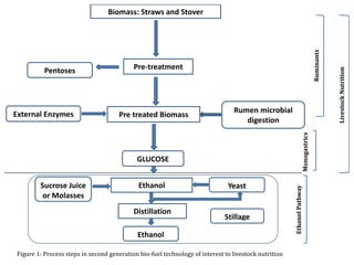 Looking for opportunities from second generation bio-fuel technologies to upgrade lignocellulosic biomass for livestock feed