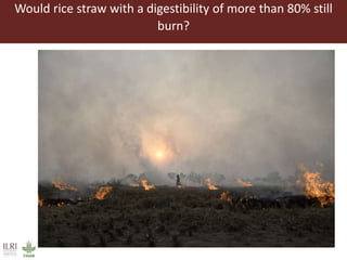 Can we turn crop residues into concentrates? 