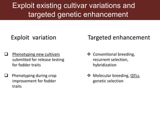 Opportunities for maximizing feed value of sorghum 