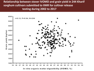 Opportunities for maximizing feed value of sorghum 