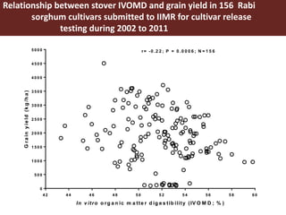 Opportunities for maximizing feed value of sorghum 
