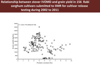 Opportunities for maximizing feed value of sorghum 