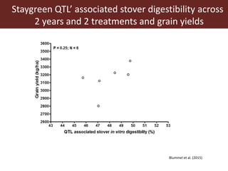 Opportunities for maximizing feed value of sorghum 