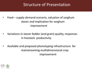 Opportunities for maximizing feed value of sorghum 