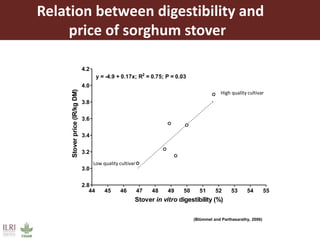 Opportunities for maximizing feed value of sorghum 