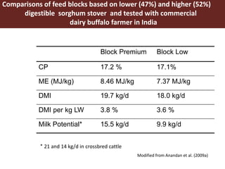 Opportunities for maximizing feed value of sorghum 