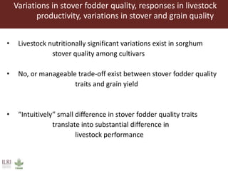 Opportunities for maximizing feed value of sorghum 