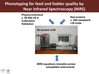 Opportunities for maximizing feed value of sorghum 
