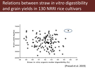 Opportunities for maximizing feed value of sorghum 