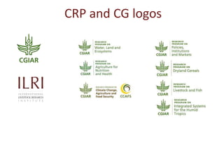 Opportunities for maximizing feed value of sorghum 