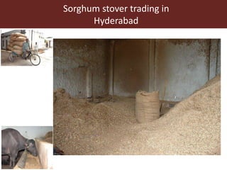 Opportunities for maximizing feed value of sorghum 