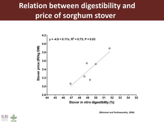 Opportunities for maximizing feed value of sorghum 