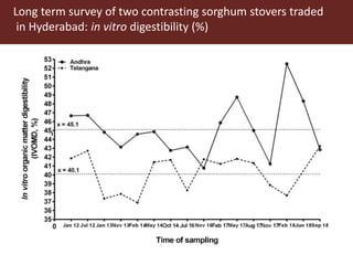 Opportunities for maximizing feed value of sorghum 