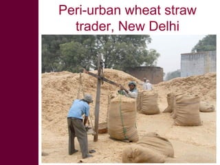 Looking beyond grain for overall benefit from wheat in mixed crop livestock systems