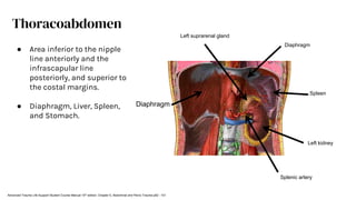 Diaphragm
Left kidney
Left suprarenal gland
Spleen
Splenic artery
Diaphragm
Thoracoabdomen
● Area inferior to the nipple
line anteriorly and the
infrascapular line
posteriorly, and superior to
the costal margins.
● Diaphragm, Liver, Spleen,
and Stomach.
Advanced Trauma Life Support Student Course Manual 10th edition. Chapter 5, Abdominal and Pelvic Trauma p82 - 101
 