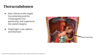 Body of pancreas
Thoracoabdomen
● Area inferior to the nipple
line anteriorly and the
infrascapular line
posteriorly, and superior to
the costal margins.
● Diaphragm, Liver, Spleen,
and Stomach.
Advanced Trauma Life Support Student Course Manual 10th edition. Chapter 5, Abdominal and Pelvic Trauma p82 - 101
 