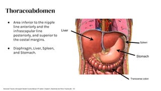 Transverse colon
Liver
Stomach
Thoracoabdomen
● Area inferior to the nipple
line anteriorly and the
infrascapular line
posteriorly, and superior to
the costal margins.
● Diaphragm, Liver, Spleen,
and Stomach.
Advanced Trauma Life Support Student Course Manual 10th edition. Chapter 5, Abdominal and Pelvic Trauma p82 - 101
Spleen
 