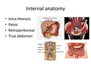 Internal anatomy
• Intra-thoracic
• Pelvic
• Retroperitoneal
• True abdomen
 