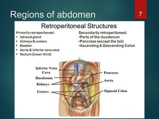 Regions of abdomen 7
 