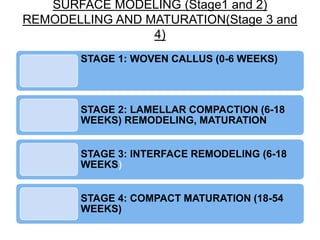 SURFACE MODELING (Stage1 and 2)
REMODELLING AND MATURATION(Stage 3 and
4)
STAGE 1: WOVEN CALLUS (0-6 WEEKS)
STAGE 2: LAMELLAR COMPACTION (6-18
WEEKS) REMODELING, MATURATION
STAGE 3: INTERFACE REMODELING (6-18
WEEKS)
STAGE 4: COMPACT MATURATION (18-54
WEEKS)
 