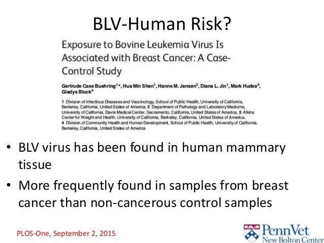 bovine leukemia virus