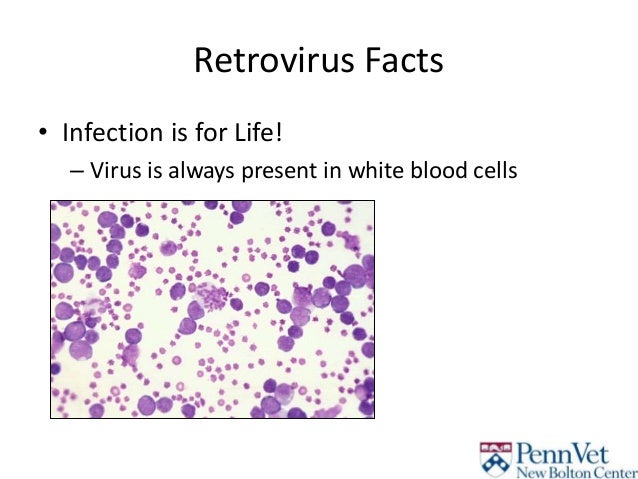 bovine leukemia virus