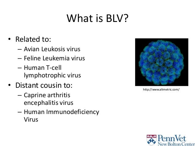 bovine leukemia virus