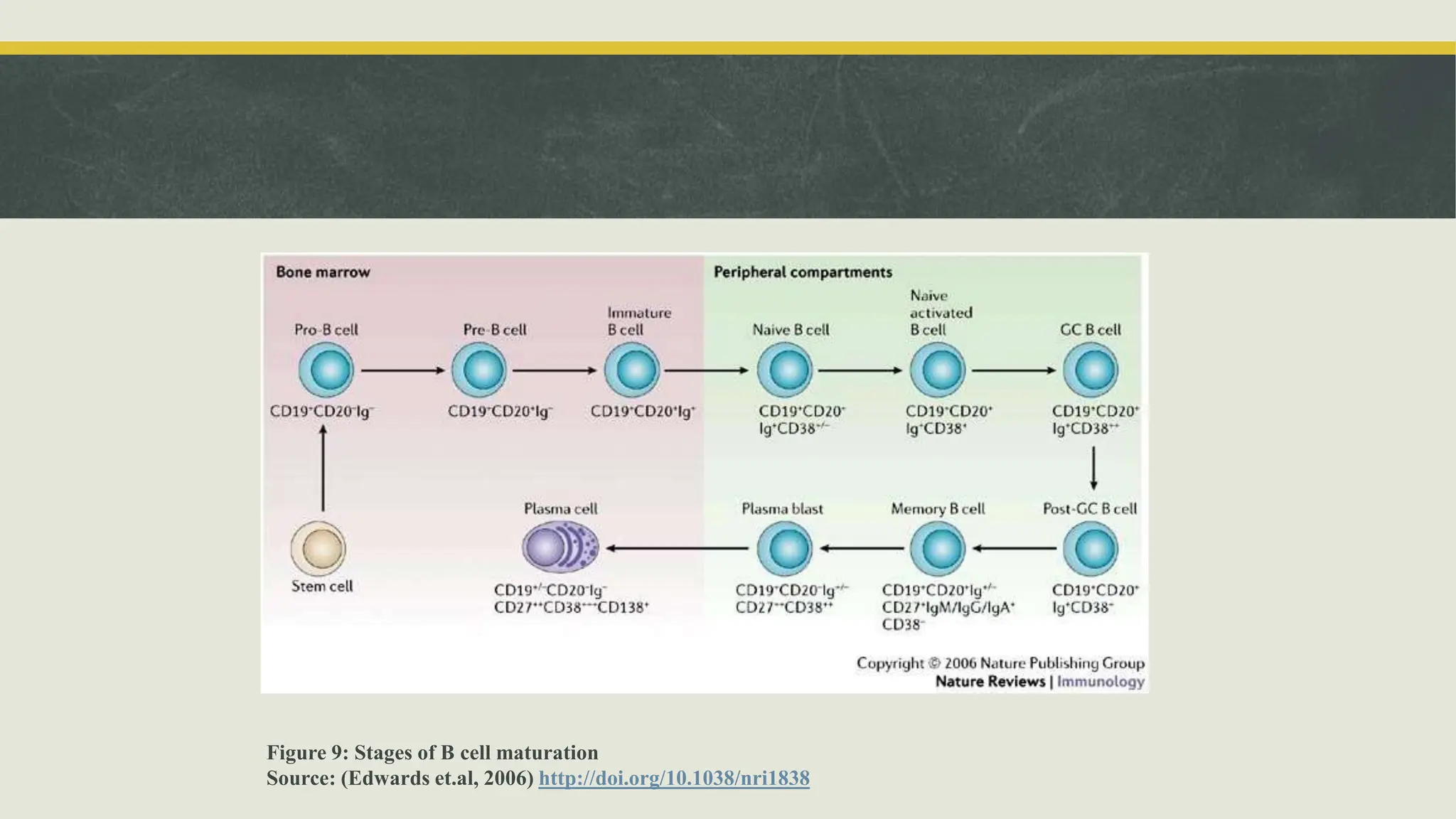 B lymphocytes, Receptors, Maturation and Activation | PPTX | Endocrine ...