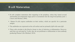 B lymphocytes, Receptors, Maturation and Activation | PPTX