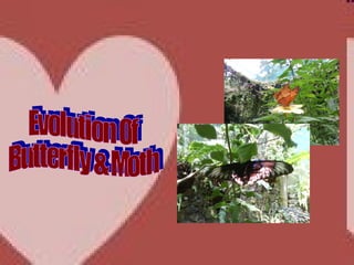 Evolution Of  Butterfly & Moth 