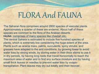 FLORA And FAUNA
The Saharan flora comprises around 2800 species of vascular plants.
Approximately a quarter of these are endemic. About half of these
species are common to the flora of the Arabian deserts.
FAUNA comprises of many species like cheetah etc.
The central Sahara is estimated to include five hundred species of
plants, which is extremely low considering the huge extent of the area.
Plants such as acacia trees, palms, succulents, spiny shrubs, and
grasses have adapted to the arid conditions, by growing lower to avoid
water loss by strong winds, by storing water in their thick stems to use it
in dry periods, by having long roots that travel horizontally to reach the
maximum area of water and to find any surface moisture and by having
small thick leaves or needles to prevent water loss by evapo-
transpiration. Plant leaves may dry out totally and then recover.
 