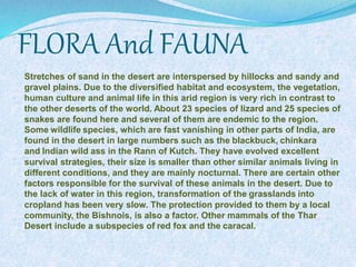 FLORA And FAUNA
Stretches of sand in the desert are interspersed by hillocks and sandy and
gravel plains. Due to the diversified habitat and ecosystem, the vegetation,
human culture and animal life in this arid region is very rich in contrast to
the other deserts of the world. About 23 species of lizard and 25 species of
snakes are found here and several of them are endemic to the region.
Some wildlife species, which are fast vanishing in other parts of India, are
found in the desert in large numbers such as the blackbuck, chinkara
and Indian wild ass in the Rann of Kutch. They have evolved excellent
survival strategies, their size is smaller than other similar animals living in
different conditions, and they are mainly nocturnal. There are certain other
factors responsible for the survival of these animals in the desert. Due to
the lack of water in this region, transformation of the grasslands into
cropland has been very slow. The protection provided to them by a local
community, the Bishnois, is also a factor. Other mammals of the Thar
Desert include a subspecies of red fox and the caracal.
 