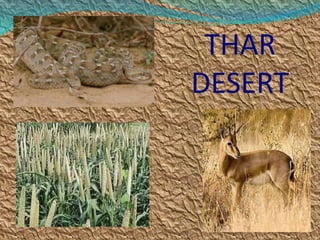 THAR
DESERT
 